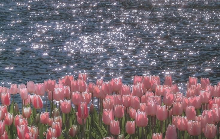 A field of pink tulips in front of sunlit, glittering water.